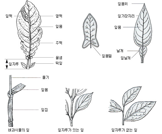 이미지 설명