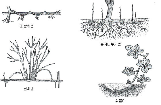 이미지 설명