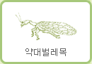 약대벌레목